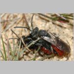 Sphecodes albilabris - Blutbiene 01c 12-13mm Paarung.jpg